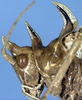 female head and pronotum, lateral view. Depicts CollectionObject 1532885; 9359a7b5-f866-4fbf-a10b-e97b7ab2e7ed, a CollectionObject.