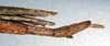 CollectionObject 1559835; NMW 234, a19328d3-4c53-4eff-8aae-6068598dbb49: copyright, NMW Vienna. female: end of abdomen, lateral view (holotype). (CollectionObject).