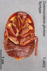 CollectionObject 1553150; MVMA T 3602, ba1caadb-54fc-49f3-b3f0-ea198b349a5c: Copyright Museum Victoria / CC BY. Holotype (not syntype), female, ventral. (CollectionObject).