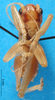 CollectionObject 1502538; f67eb336-ace7-47e6-bec1-0a589623c1f5: male, ventral view (syntype). (CollectionObject).