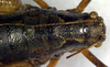 CollectionObject 1500377; b2c3c21d-031f-410d-a147-6c219f846c6c: male, dorsal view (syntype). (CollectionObject).