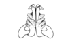 Eurotettix procerus Cigliano, 2007: Fig. 9M. distal portion of aedeagus, ventral view. (Otu).