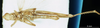 CollectionObject 1581464; 72bee0df-9ffa-4c1f-a823-60f00af0220f: female, ventral view (paralectotype). (CollectionObject).