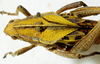 CollectionObject 1498674; fd73a7f8-62fd-4fc1-b4cf-df6186391f27: pronotum, dorsal view. (CollectionObject).