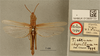 CollectionObject 1518594; acbe425d-72d8-4b63-a5d9-83f8988a15d1: male, dorsal view, labels (holotype). (CollectionObject).