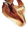 Subgenital plate, ventral view on Arawa Knight, 1975: Arawa pulchra, subgenital plates and valve, ventrally (INHS). (Observation).