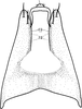 Pygofer, dorsal view on Brazosa espatula Pinedo-Escatel & Dietrich, 2020: (Observation).
