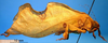 CollectionObject 1530853; 48b10db1-86f1-4d43-bf97-7f6d4cd4e0bd: male, lateral view (paratype). (CollectionObject).