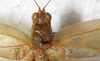 CollectionObject 1532185; NMW 7810, 49fe1b9b-0b12-46a9-9e0c-02eb8d504b06: male, dorsal view (holotype). (CollectionObject).