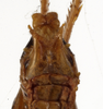 CollectionObject 1529605; 724b6fce-b214-429b-9e3e-574f423262d6: male subgenital plate (syntype). (CollectionObject).
