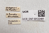 Other on Dyctidea falcata Van Duzee, 1938: (Observation).
