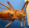 CollectionObject 1530860; 32136260-20fb-4414-b12b-03273ec857c4: female head and pronotum, dorsal view (syntype). (CollectionObject).
