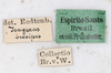 CollectionObject 1559087; NMW 216, 1d2ad33e-903b-4178-9a0a-f130a5b84d6b: copyright NMW, Vienna. female, data labels (syntype). (CollectionObject).
