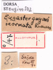 CollectionObject 1530831; 92937b9b-27e9-4adb-8afa-668a205e5d5a: labels (syntype of Eugaster guyoni inornata). (CollectionObject).