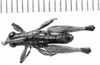 CollectionObject 1521513; da12cd07-aad8-4124-86cf-00af30a1d623: Image Carbonell, C.S. male, dorsal view (holotype). (CollectionObject).