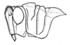 Conometopus sulcaticollis (Blanchard, 1851): Fig. 29. Male, head and pronotum (Guanaqueros). (Otu).