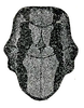 Axylus philippinus (Hebard, 1922): Pl. XV, Fig. 8 (after type). dorsal view of male pronotum (length 8.8 mm). (Otu).