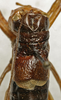 CollectionObject 1535962; fb5dae8d-7e55-4009-8262-4c7a39549592: female pronotum, dorsal view (paralectotype). (CollectionObject).