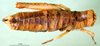 CollectionObject 1500959; 9cf54dd5-c69d-4441-bf43-ed1930bce568: female, dorsal view (holotype). (CollectionObject).