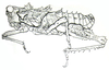 Graea horrida Philippi, 1863: Fig. 49. male habitus, lateral view. (Otu).