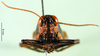 CollectionObject 1502246; 4a79cc94-9e8f-4e61-836a-a8003b5c4e7b: female, frontal view (syntype). (CollectionObject).