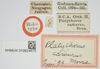 CollectionObject 1543410; 0050c34c-d943-467c-b3dc-5151c01e27a2, NHMUK010924475: labels (holotype). (CollectionObject).