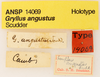 Female, labels (SYNONYM holotype) Depicts CollectionObject 1522792; 68fb5191-e292-4c6c-80c2-c60bf2803768, a CollectionObject.