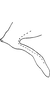 Anal tube processes on Cubnara lyrata Dworakowska, 1981: Anal tube processes. (Observation).
