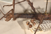 CollectionObject 1559796; abe40788-e460-45e7-aba4-f619597e03e7: copyright OUMNH. female: head & thorax, lateral view of Phasma (Lonchodes) luteoviride (holotype). (CollectionObject).