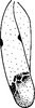 Forewing on Empoa (Empoa) scripta (McAtee, 1919): Forewing. (Observation).
