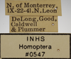 Other on Athysanella (Gladionura) molesta Ball & Beamer, 1940: Labels - Male. (Observation).