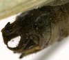 CollectionObject 1505880; 7aaac79b-4660-487b-b48c-14b30f45b04a: male abdomen tip, dorsolateral view (holotype). (CollectionObject).