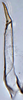 Stylus on Asymmetrasca decedens (Paoli, 1932): (Observation).