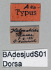 CollectionObject 1575286; 4f6ec2bd-f6bf-4885-90ed-7b20a8fc669c: male, labels (allotype). (CollectionObject).