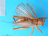CollectionObject 1500144; 9e97be46-c53d-4377-bfe8-0af0198af28d, MfN 3081: female, dorsal view (holotype). (CollectionObject).