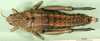 CollectionObject 1502663; 6732109a-ff25-4de1-9793-3fc7f0055ecd: female, dorsal view (paratype). (CollectionObject).