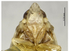 Head on Deferunda (Deferunda) lua Long, Yang & Chen, 2013: (Observation).