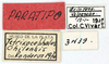 CollectionObject 1513554; MLP3439/2, 034481aa-95a2-40d2-b3bf-d9b5ef30bbf2: labels (paratype). (CollectionObject).