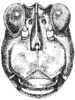 Neotettix proavus Rehn & Hebard, 1916: Fig. 106. female, head, facial view. (Otu).