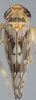 Habitus, dorsal view on Discolopeus colopeus (Stiller, 2019) now Discolopeus colopeus Stiller, 2019: Habitus, male, dorsal view. (Observation).