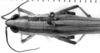 CollectionObject 1533572; fb587f2b-7407-4952-a2e9-58daff1a2e41: Image Carbonell, C.S. female head and pronotum, dorsal view (holotype of Amblyscapheus lineatus). (CollectionObject).