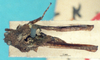 CollectionObject 1517993; 6e033e59-6a2b-47e9-a34a-f11c4343a50a, NHMUK10924559: male, dorsal view (holotype of Tettix misera). (CollectionObject).