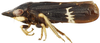 Habitus, lateral view: Cochlorhinus pluto, laterally (INHS). (Observation).