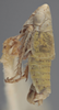 Habitus, lateral view on Athysanella (Gladionura) molesta Ball & Beamer, 1940: Lateral. (Observation).