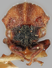 Head on Gargara (Gargara) nitidipennis Funkhouser, 1914: (Observation).