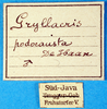 CollectionObject 1502566; 45712ae2-41ae-47f3-8378-137e26f410d6: labels. (CollectionObject).