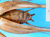 CollectionObject 1500217; 6c55a45a-7869-41f1-bc12-e8d7232b2bad: male, ventral view (syntype). (CollectionObject).
