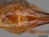 CollectionObject 2062465; ec68273a-0d45-4f85-91be-57200849f89a: Female subgenital plate. (CollectionObject).
