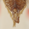 Male genital capsule, lateral view: !! display not done !! on Varma tridens Distant, 1906: dorsal view. (Observation).