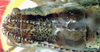 CollectionObject 1949129; 8391554b-85d6-4e6c-8ea5-d2d943f18e01: male pronotum, dorsal view (paratype). (CollectionObject).